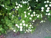 Garten 002 [640x480].webp