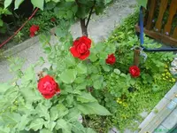Garten 005 [640x480].webp