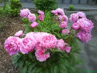 Garten 009 [640x480].webp