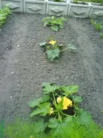 Garten 015 [640x480].webp