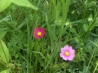 HPIM4679.webp