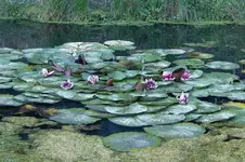 Maerz 2010 Gartenclub (69) v.webp