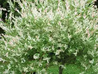 IMG_1586.webp