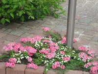 IMG_1589.webp