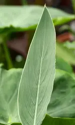 Thalia dealbata.webp