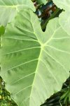 Alocasia gigantea.jpg