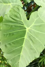 Alocasia gigantea.webp