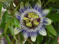 CIMG6179.webp