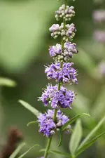 IMG_2536.webp