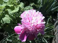 DSC00006.webp