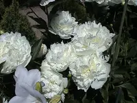 DSC00010.webp