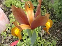 DSC000h33.webp