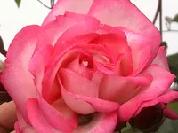 DSC000h35.webp
