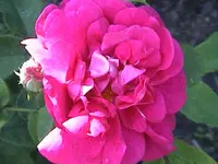 DSC00037.webp