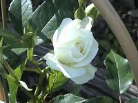 DSC00038.webp
