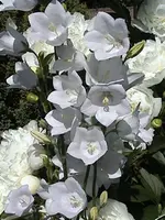 DSC00011.webp