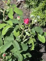 DSC00024.webp