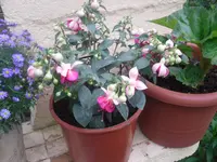 15.06.2010 003.webp