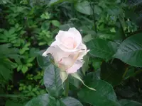 15.06.2010 009.webp