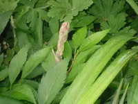 15.06.2010 014.webp