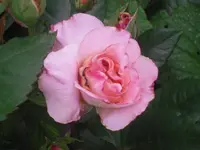 15.06.2010 024.webp