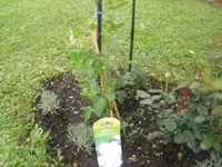 15.06.2010 031.webp