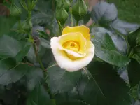15.06.2010 038.webp