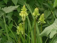 15.06.2010 055.webp