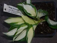 DSCI0973.webp