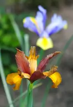 bräunliche Iris im Vordergrund1.webp