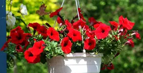 tomatenrote Petunie.webp