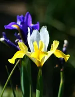 weiß-gelbe Iris2.webp