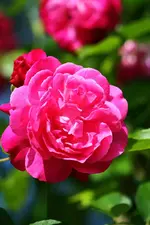 einzelne Blüte der Unbekannten3.webp