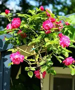 unbek in voller Blüte.webp