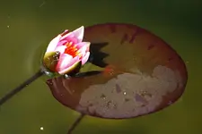 erste Blüte öffnet sich.webp