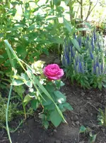 CIMG2693.webp