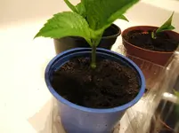 DSCF3508.webp
