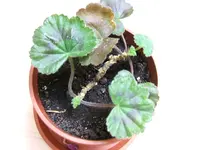 DSCF3498.webp