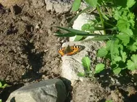 15.06.2010 017.webp