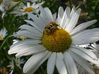 Juni 2010 036.webp