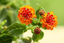 IMG_2552.webp