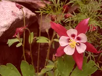 Garten 022.webp