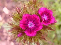 Garten 023.webp