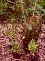 Garten 004.webp