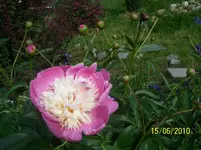 100_2512.webp