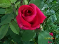 100_2517.webp