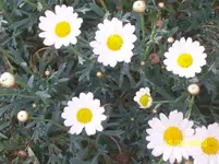 100_2525.webp