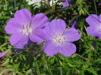 IMG_6069_1024x768.webp