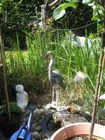 IMG_6741 Chinaschilf und Pampas 2010 05 24.webp
