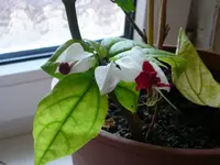 unbekannte_blume_1.webp